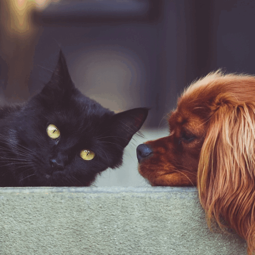 ペット、かわいい黒猫とワンちゃん