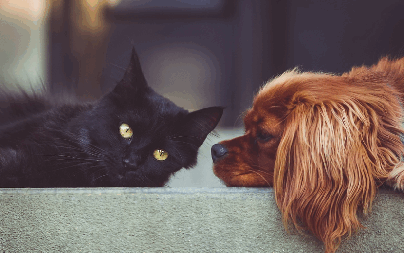 ペット、かわいい黒猫とワンちゃん