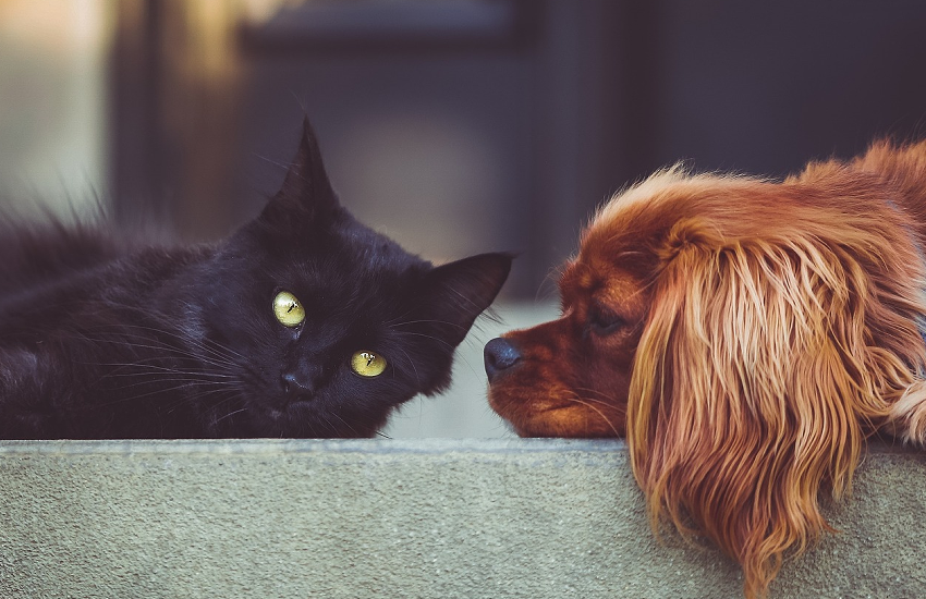 ペット、かわいい黒猫とワンちゃん