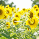 夏のヒマワリ