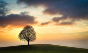 地に根を張り点に伸びる樹