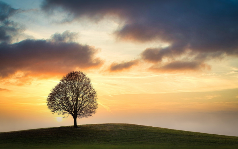 地に根を張り点に伸びる樹