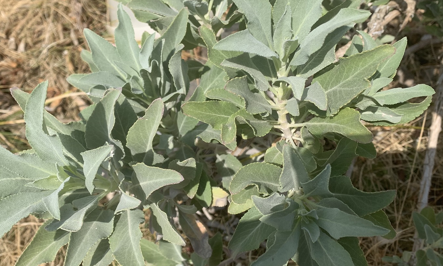 ホワイトセージ