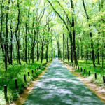 自然が豊富な公園