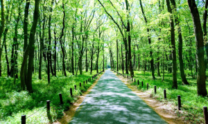 自然が豊富な公園